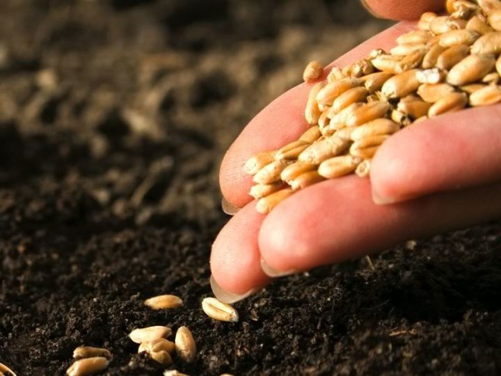 Специалисты «Россельхозцентра» начнут активную проверку посевных качеств семян под урожай 2023 года