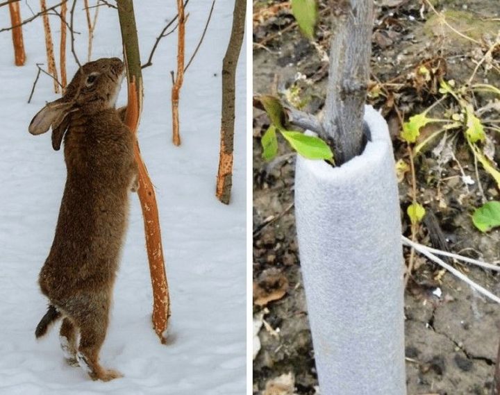 Как зимой спасти деревья от зайцев и мышей