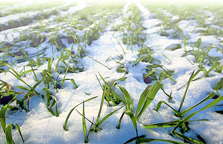 Специалисты «Россельхозцентра» Татарстана оценили состояние посевов озимых культур после сильных январских морозов