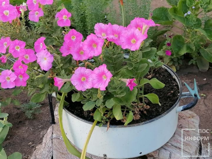 Готовим удобрения из яичной скорлупы для цветов