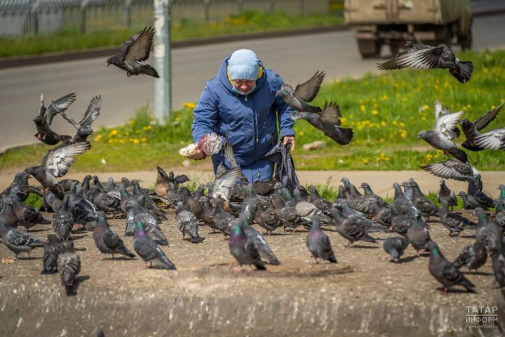Кормление птиц на улице может привести к штрафу, сообщила юрист
