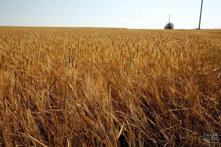 Татарстан вошел в тройку лидеров регионов России по производству сельхозпродукции в 2024 году