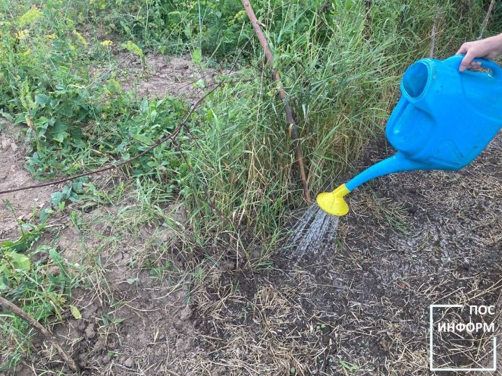 Июнь: что нужно сделать в саду и огороде — главные работы месяца