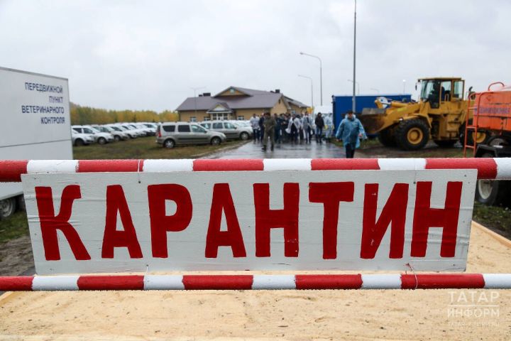 В регионе напоминают о рисках заражения бешенством и правилах защиты
