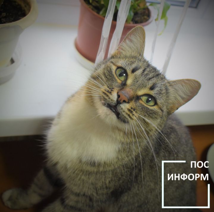 Ветеринар Сиротина объяснила, почему кошкам нельзя давать пломбир