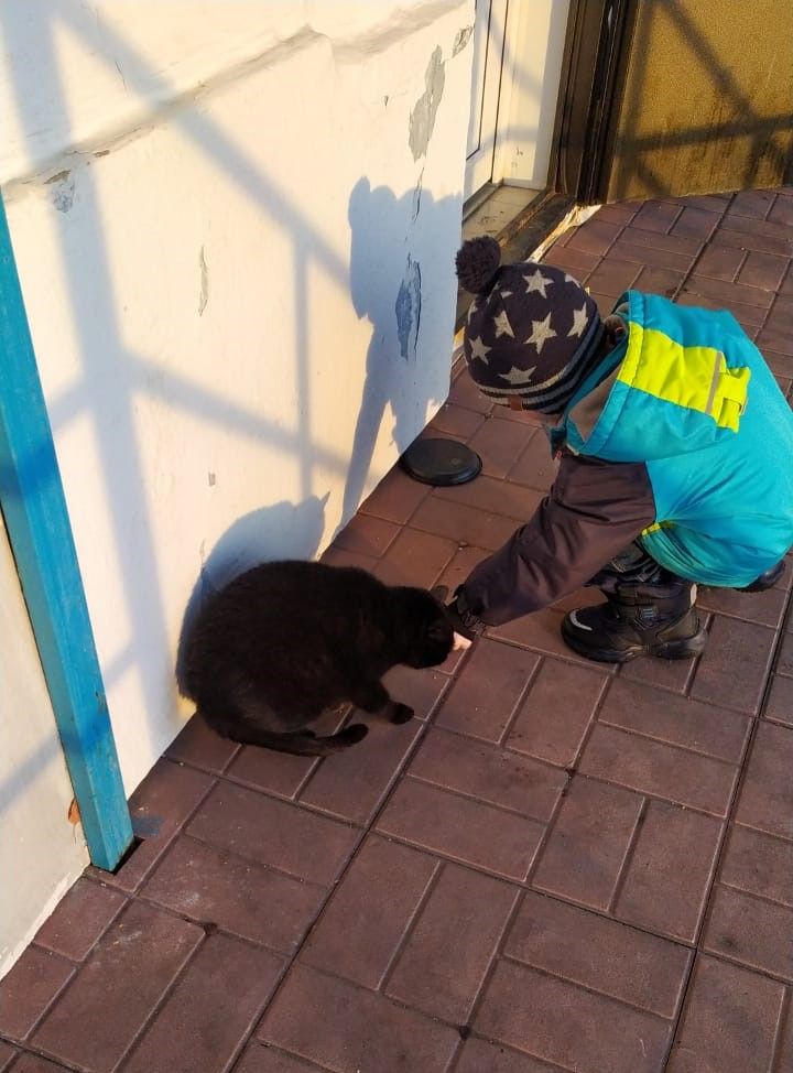 Бездомные животные - накормите тех, кто с вами рядом