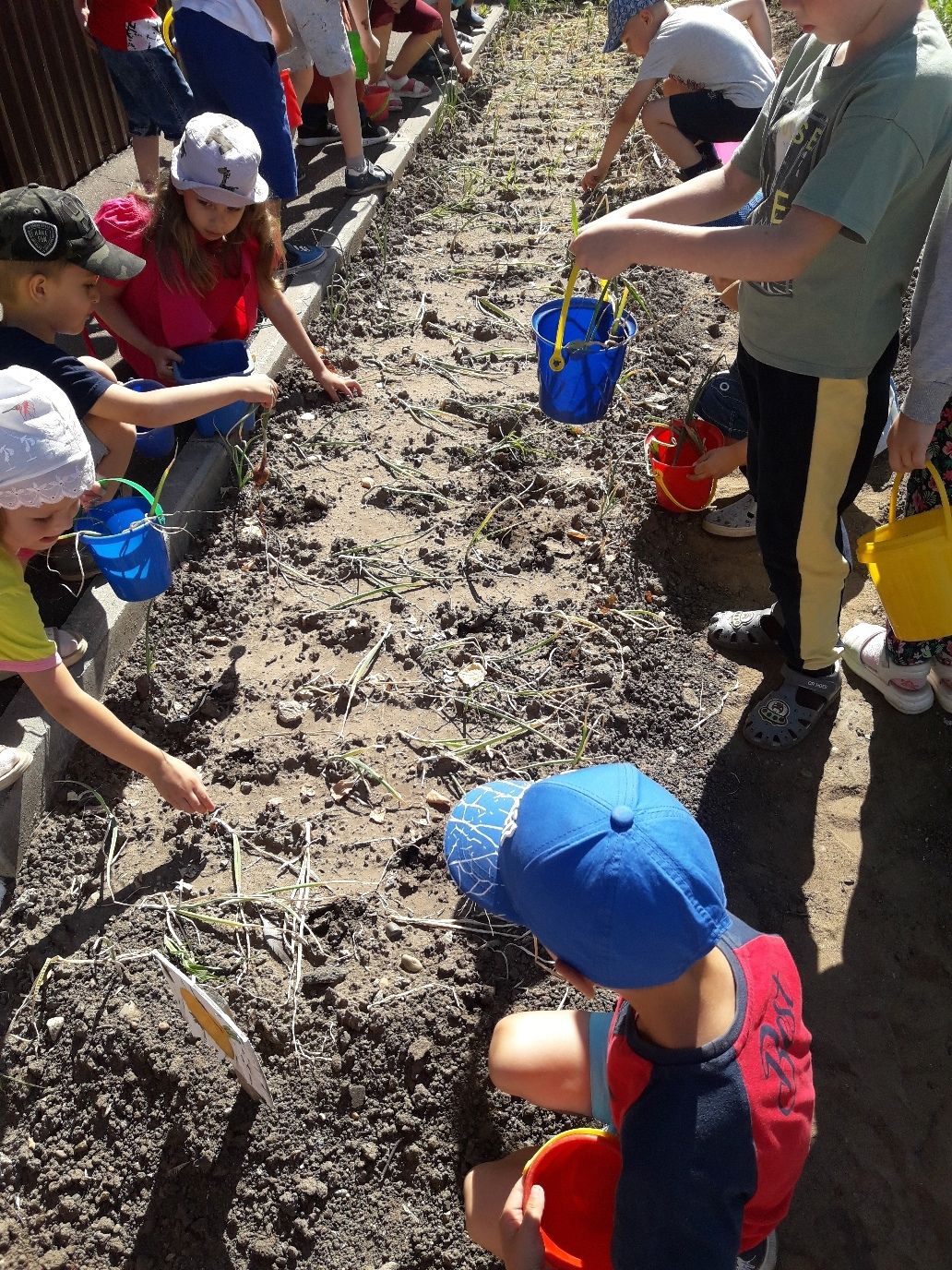 Воспитанники детского сада «Золотая рыбка» приступили к уборке урожая