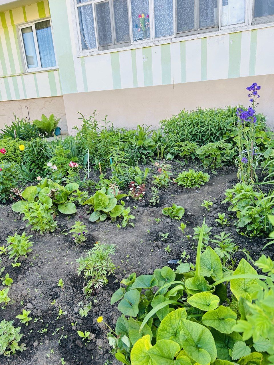 Камские Поляны расцветают: яркие клумбы и уютные дворики радуют жителей