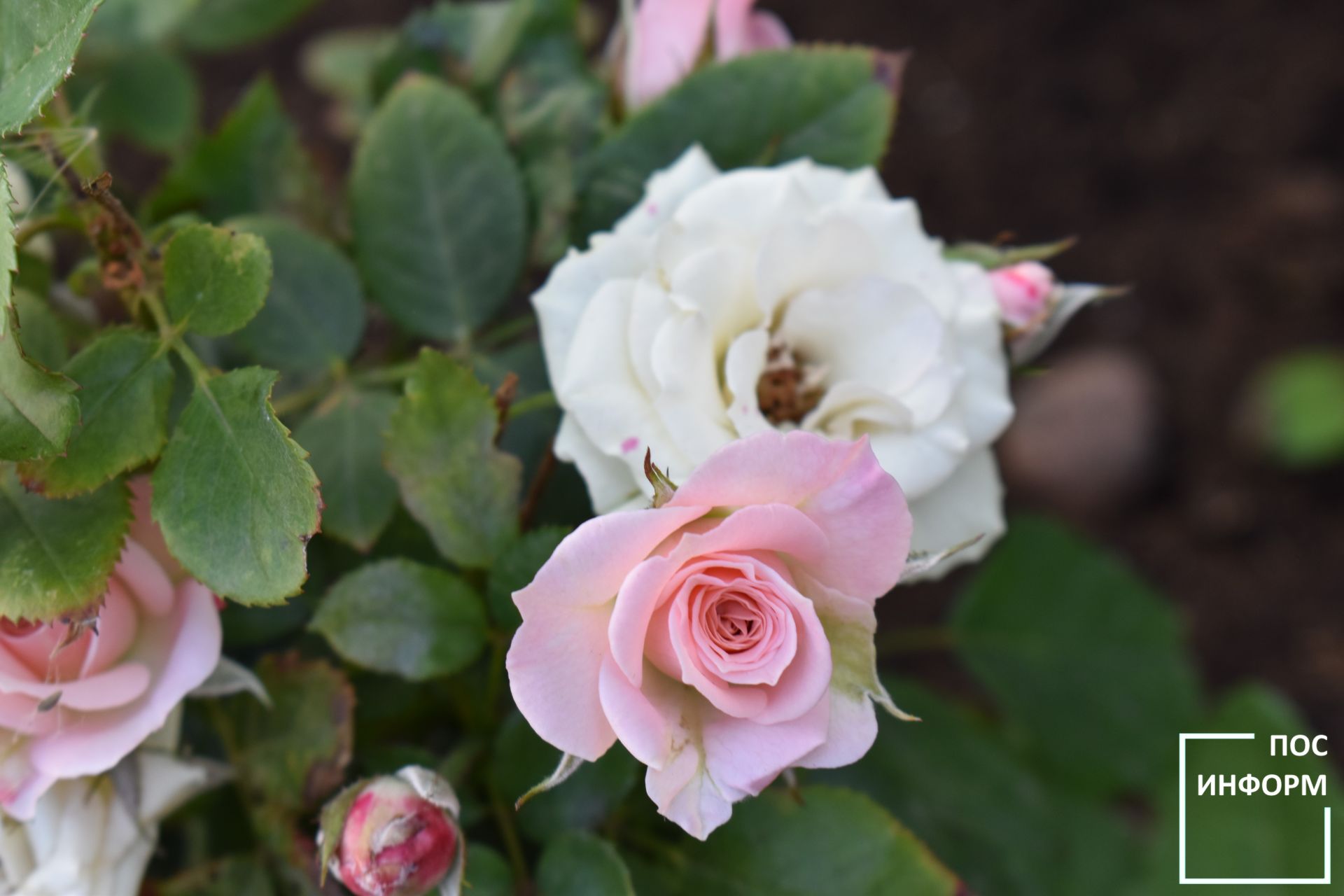 Совместим: люди и розы