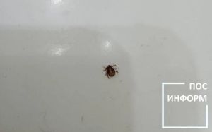 В Татарстане зафиксировано снижение количества укусов клещей на 30%