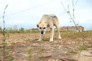 Кинолог Голубев рассказал об обучении собак в любом возрасте