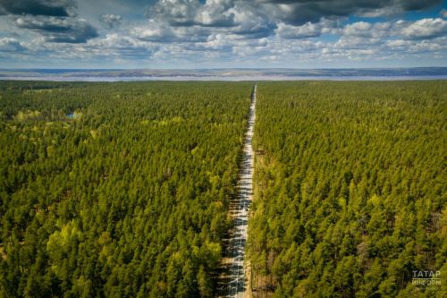 В Татарстане в 2023 году лесовосстановление проведено на площади 3,6 тыс. га
