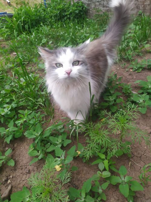 Сегодня отмечается день кошек