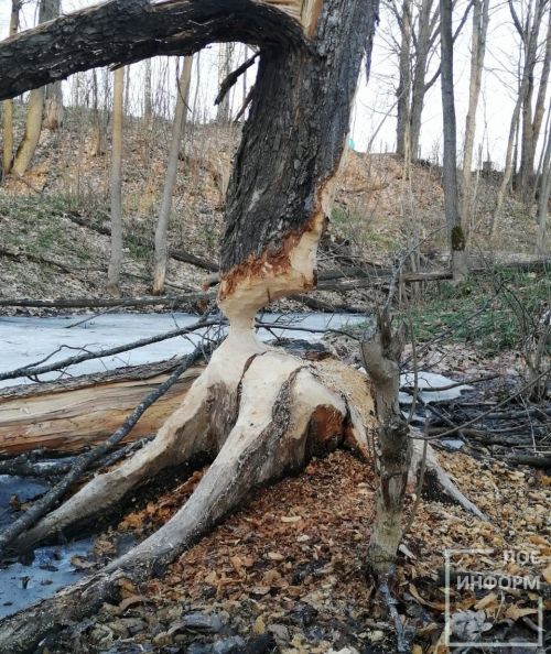 Бобрам скучать некогда