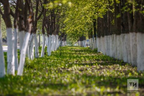 В ЕГРН появятся сведения о лесопарковых зеленых поясах