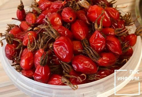 Полезные свойства шиповника и способы его заготовки на зиму