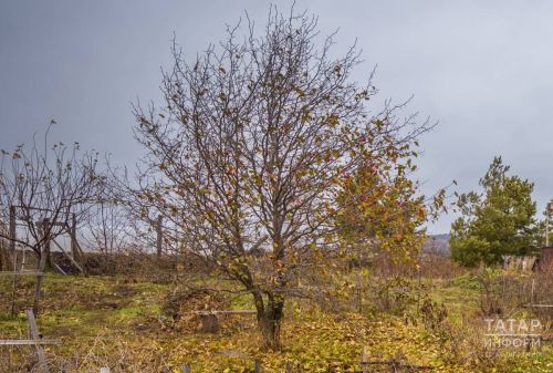 Рекомендации для садоводов: даже в ноябре можно заниматься посевом