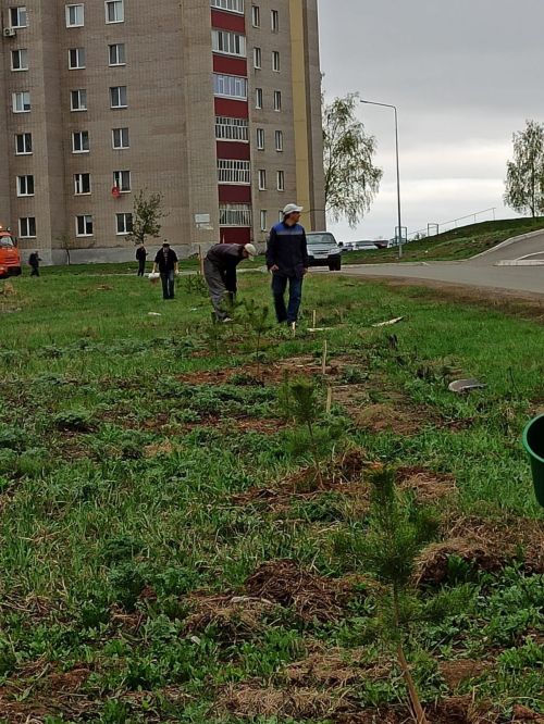 В Камских Полянах завершился первый этап озеленения