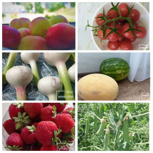 Какими сезонными продуктами богат август