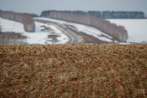 Подкормка озимых культур: рекомендации Россельхозцентра Татарстана