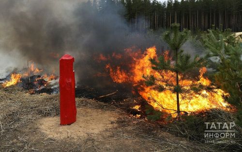 В Татарстане резко выросло число возгораний у лесов