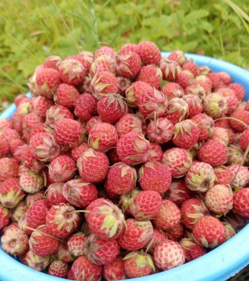 Жители Камских Полян собирают урожай луговой клубники: польза и рецепты