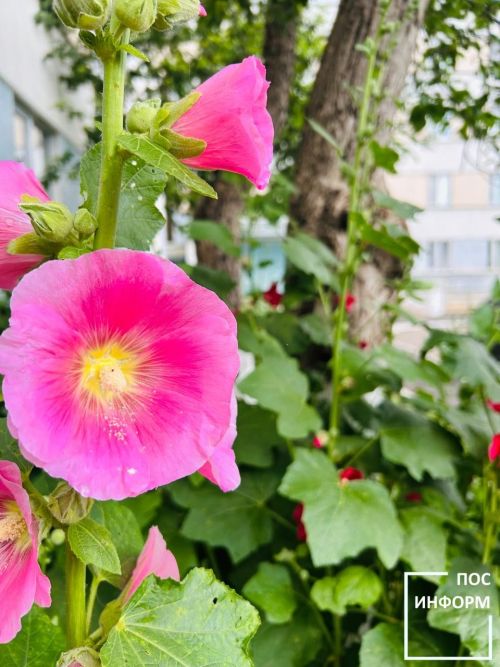 В Татарстане прогнозируют прохладный июль