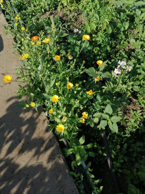 В Камских Полянах отцветает июль