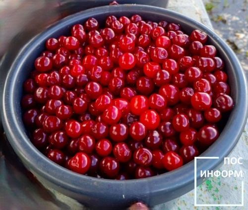 День сладкой вишни 4 июля: польза, как хранить и лучшие рецепты