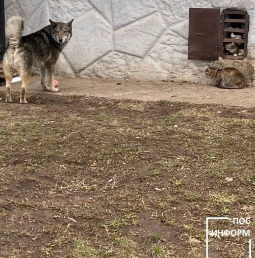 В Татарстане предлагают признать одичавших собак охотничьим ресурсом