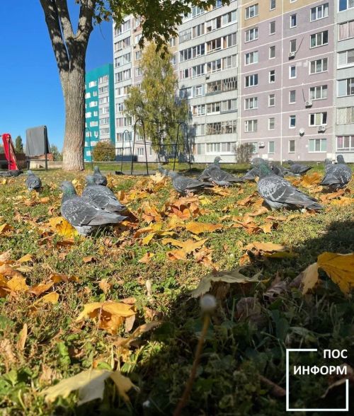Филолог Мокиенко поделился размышлениями о происхождении выражения «бабье лето»