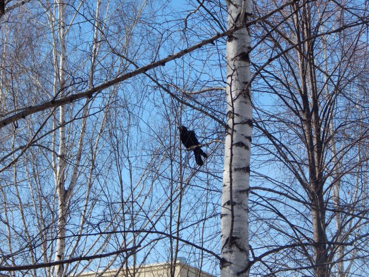 В Камские Поляны уже начали возвращаться пернатые друзья