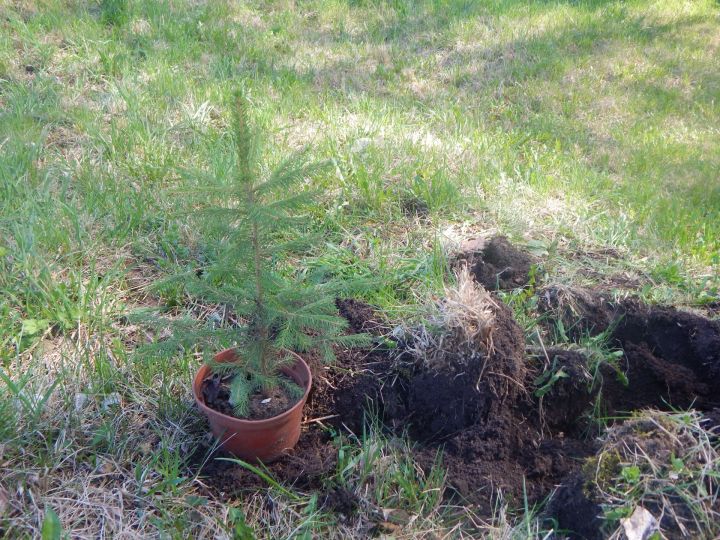 В Камских Полянах высадили ели к 75-летию Великой Победы