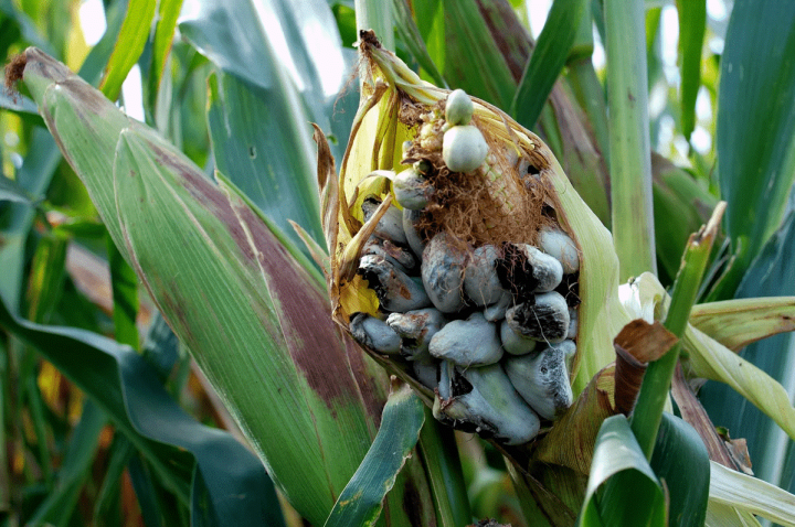 В Татарстане посевам кукурузы угрожает опасная болезнь