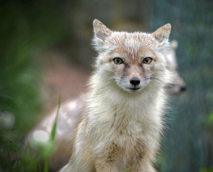 Лесная перепись 2021: Камполянцы, а сколько степных лисиц обитает в Татарстане?