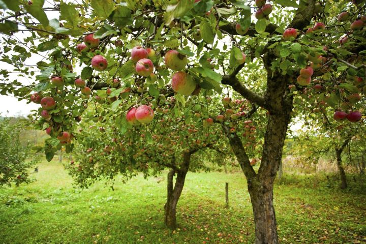 В Россельхозцентре Татарстана назвали 6 причин, почему на яблоне засыхают листья