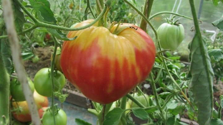 Камполянцам разъясняют, как устранить причины появления жёлтых плечиков у плодов томатов