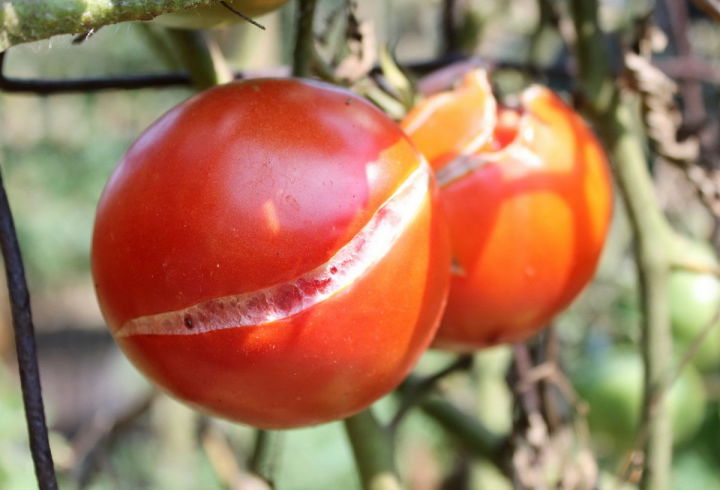 Россельхозцентр Татарстана: Как уберечь помидоры от растрескивания при созревании