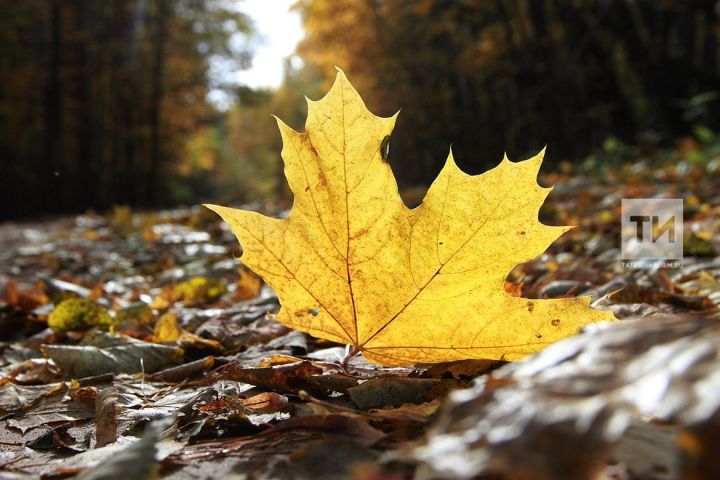 Фотосессии в осенних листьях могут привести к аллергии и дерматитам