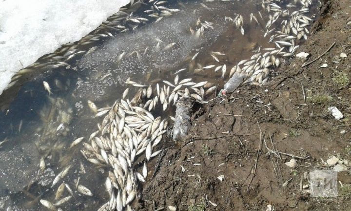 Где виновные в массовой погибели рыбы в пруду