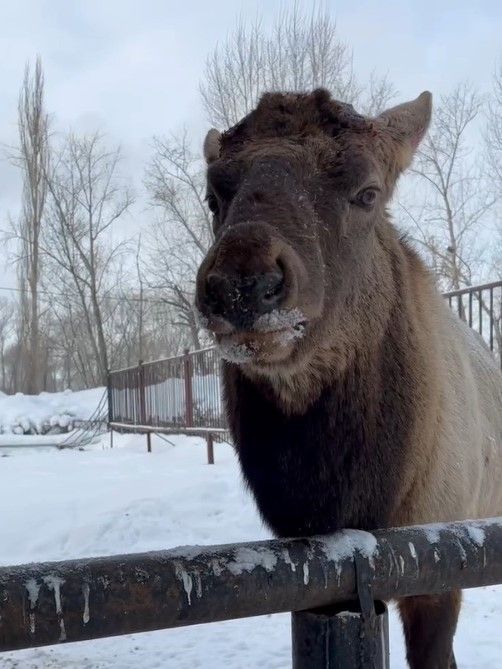 В казанском зоопарке алтайский марал скинул рога весом 12 кг