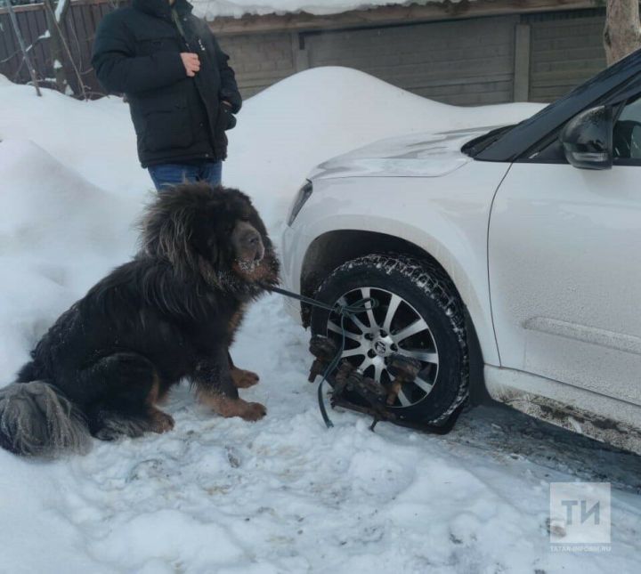 Должница по кредитам из Казани привязала к авто огромных псов, лишь бы его не отдавать