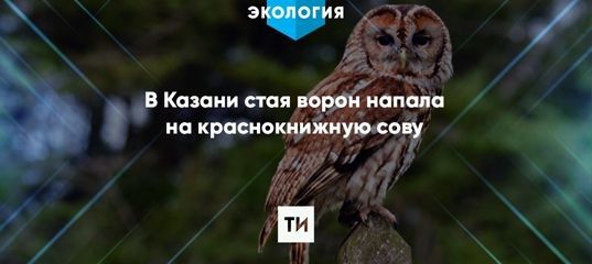 В Казани спасли от ворон краснокнижную ушастую сову