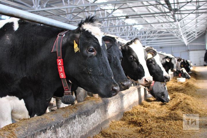 За два месяца в Татарстане производство молока увеличилось на 12%