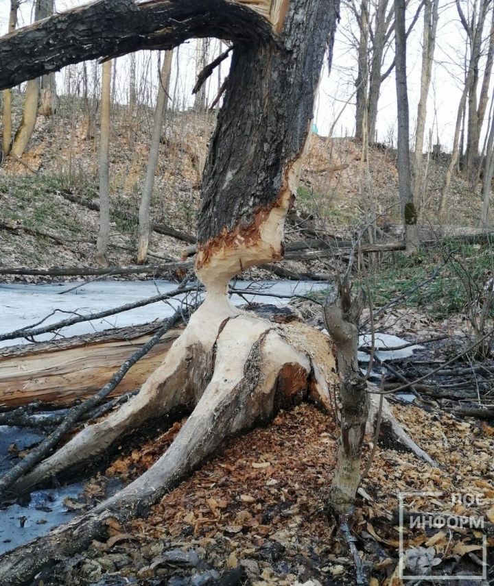Бобрам скучать некогда