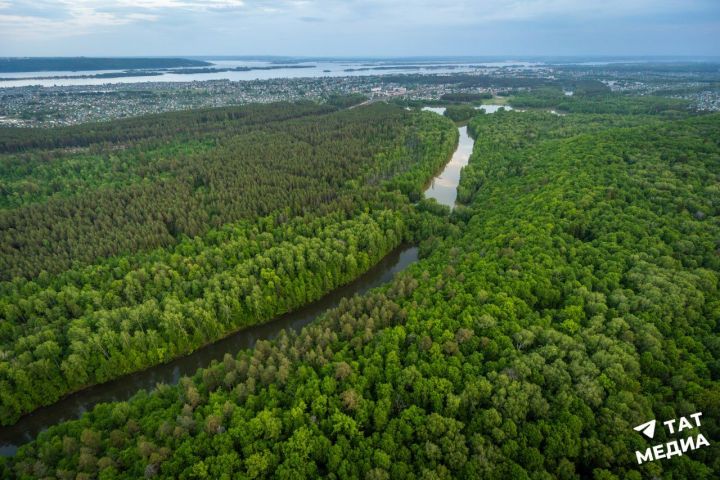 Для защиты рек от диффузных стоков Татарстан высадит лес вдоль берегов