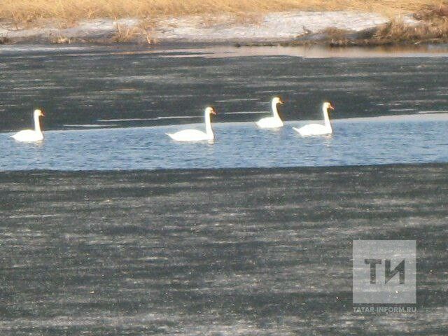 Названы района Татарстана, в которые вернулись краснокнижные лебеди-шипуны