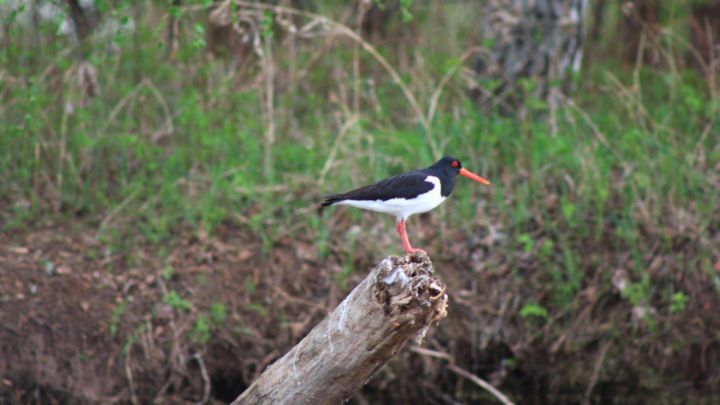 В Агрызском районе обнаружены местообитания редких краснокнижных птиц