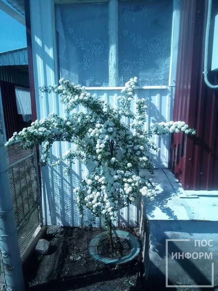 Эксперт: что сделать в саду и огороде в июне