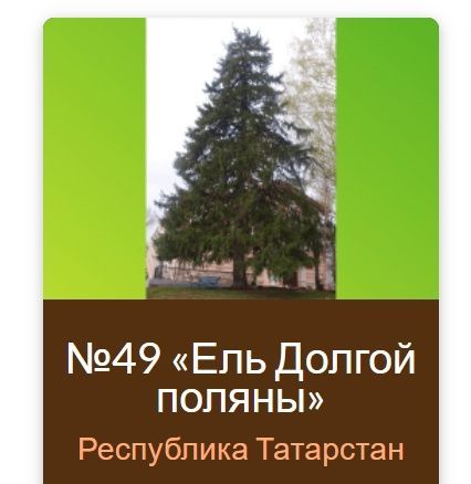 Минлесхоз РТ: поддержи ель из Татарстана в конкурсе «Российское дерево года – 2023»